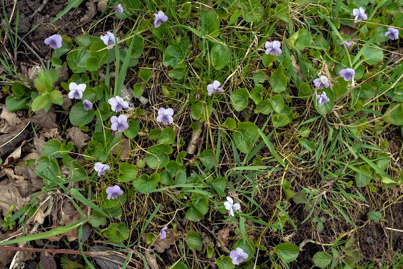 Viola palustris - © Charles Hipkin