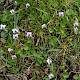 Viola palustris