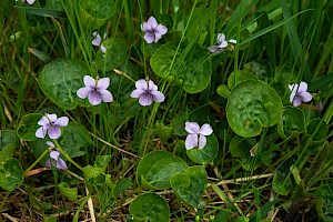 Viola palustris Marsh Violet