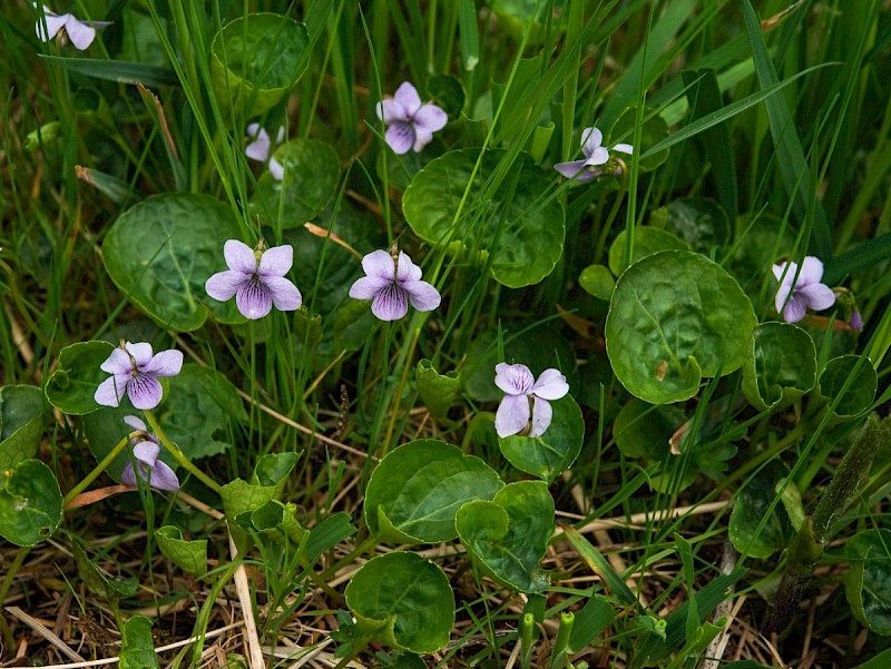 Viola palustris - © Charles Hipkin