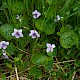 Viola palustris