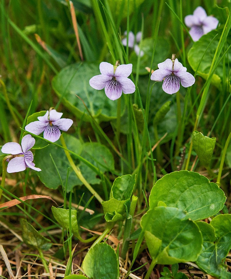 Viola palustris - © Charles Hipkin