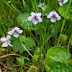 Viola palustris