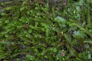 Solenostoma gracillimum Crenulated Flapwort