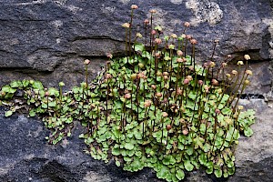 Preissia quadrata Narrow Mushroom-headed Liverwort