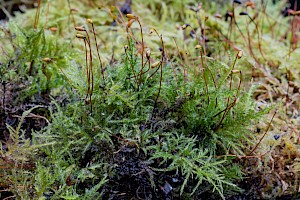 Kindbergia praelonga Common Feather-moss