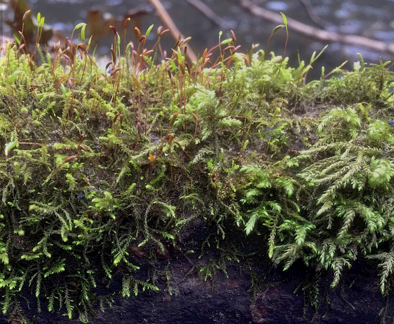 Leskea polycarpa - © Charles Hipkin