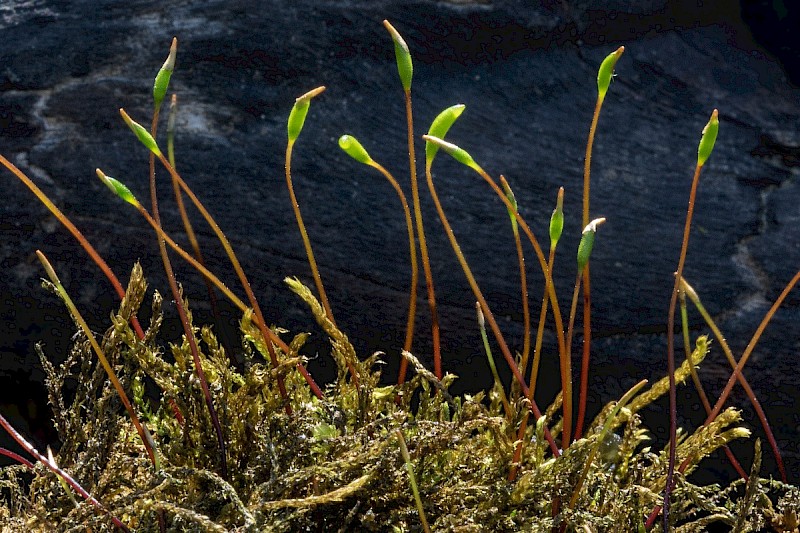 Leskea polycarpa - © Charles Hipkin