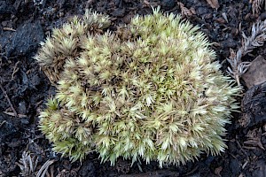 Leucobryum juniperoideum Smaller White-moss