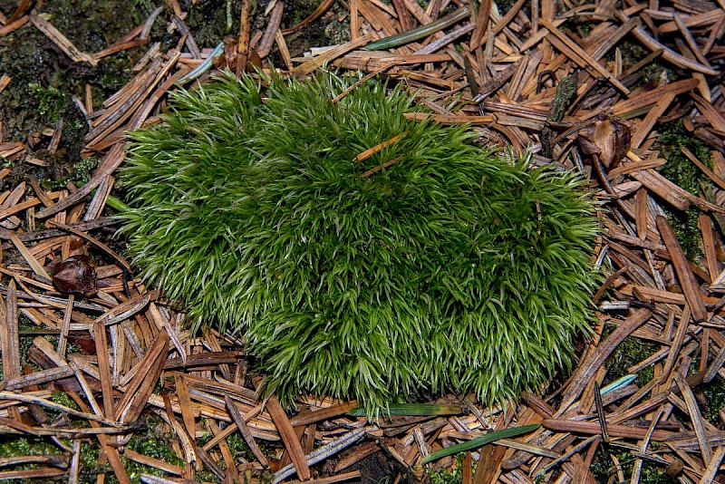 Leucobryum juniperoideum - © Charles Hipkin