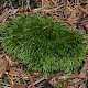 Leucobryum juniperoideum