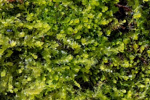 Lophocolea bispinosa Great Crestwort