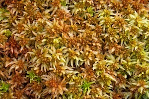 Sphagnum palustre Blunt-leaved Bog-moss