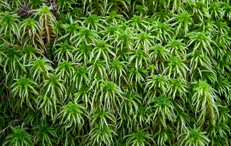 Sphagnum squarrosum - © Charles Hipkin