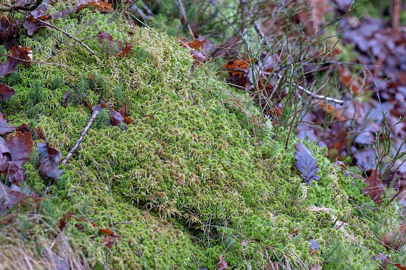 Sphagnum quinquefarium - © Charles Hipkin