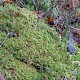 Sphagnum quinquefarium