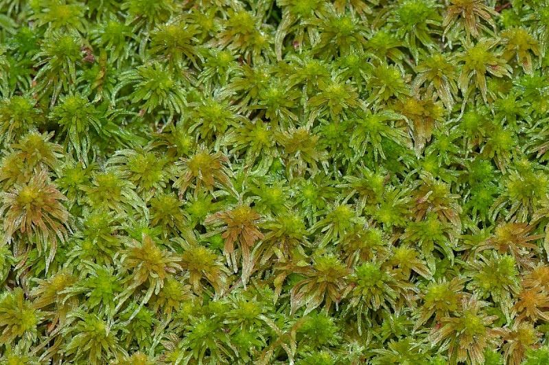 Sphagnum quinquefarium - © Charles Hipkin