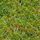 Sphagnum quinquefarium