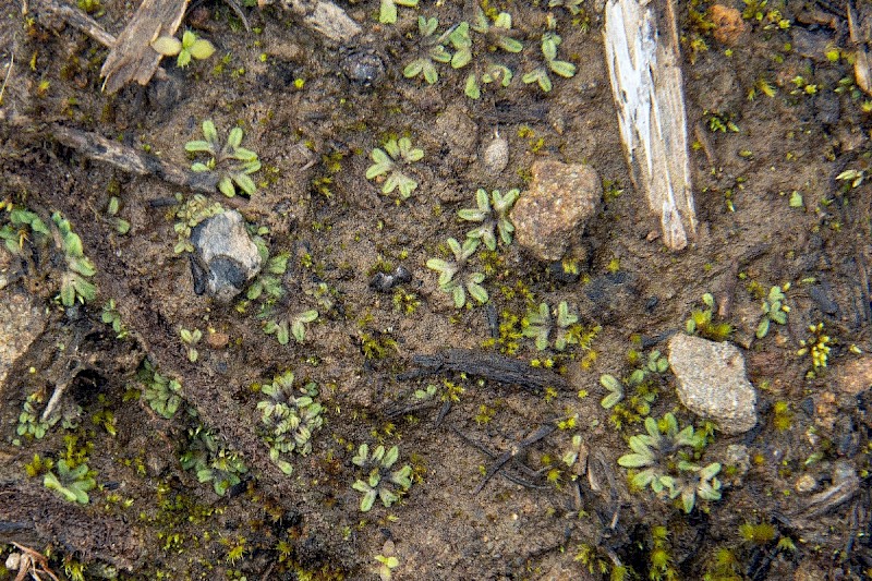 Riccia subbifurca - © Charles Hipkin