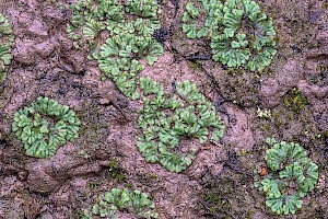 Riccia sorocarpa Common Crystalwort