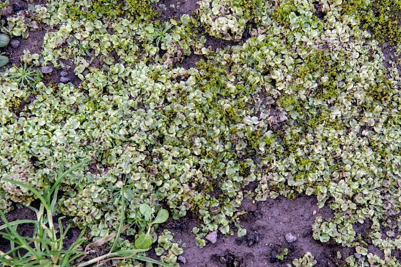 Lunularia cruciata - © Charles Hipkin