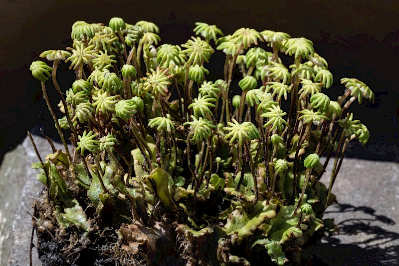 Marchantia polymorpha subsp. ruderalis - © Charles Hipkin