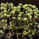 Marchantia polymorpha subsp. ruderalis