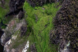 Marsupella emarginata Notched Rustwort