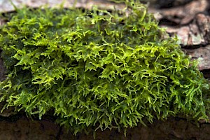 Metzgeria consanguinea Whiskered Veilwort