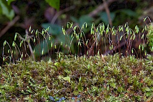 Mnium hornum Swan's-neck Thyme-moss