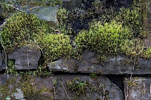 Mnium stellare Starry Thyme-moss