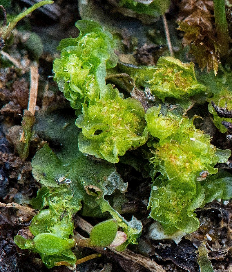 Moerckia flotoviana - © Charles Hipkin