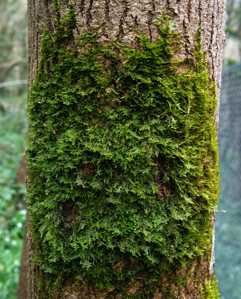 Neckera complanata - © Charles Hipkin