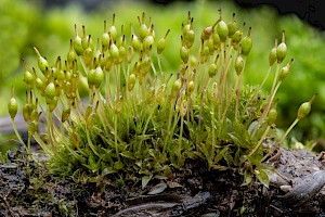 Physcomitrium pyriforme Common Bladder-moss