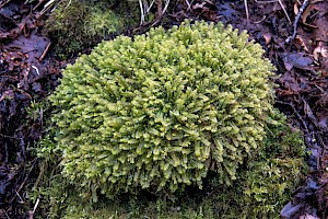 Plagiochila asplenioides Greater Featherwort