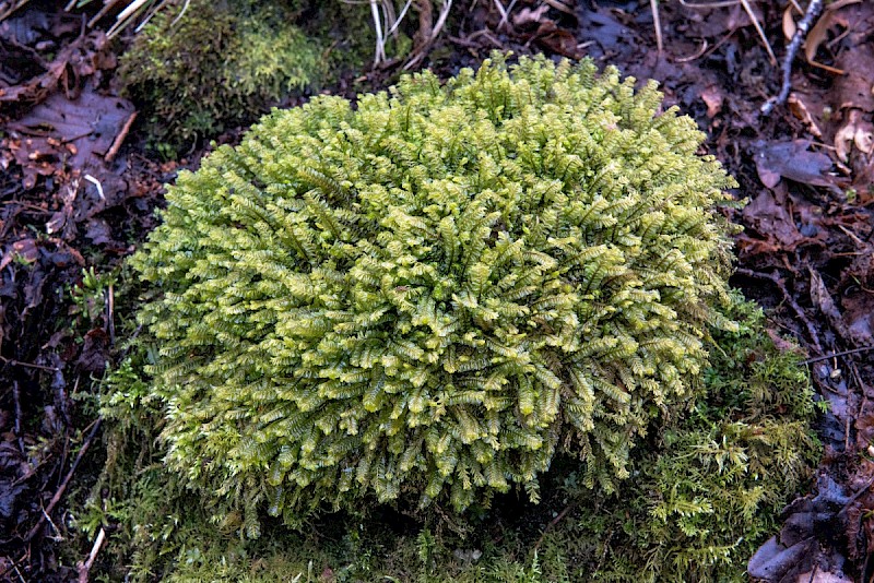 Plagiochila asplenioides - © Charles Hipkin