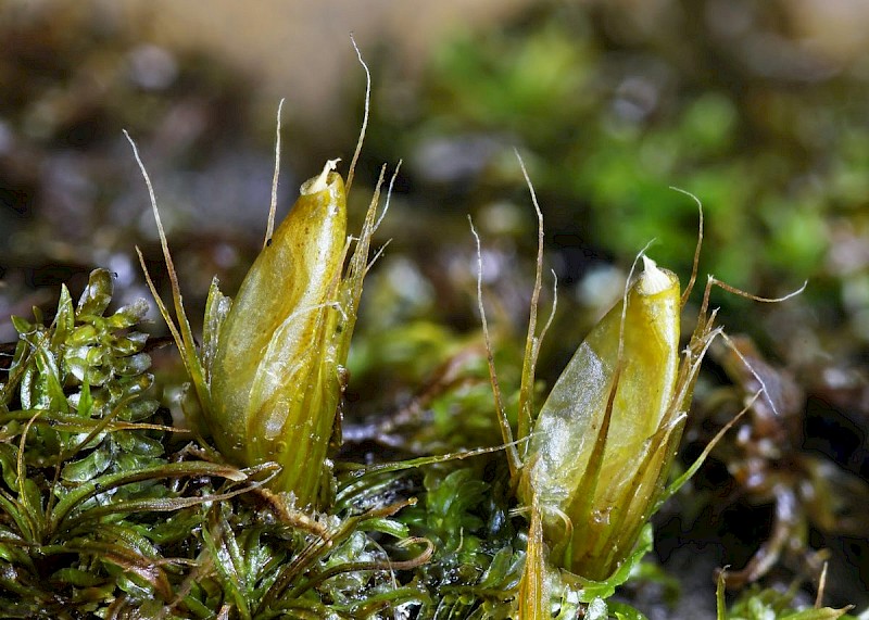 Diphyscium foliosum - © Barry Stewart