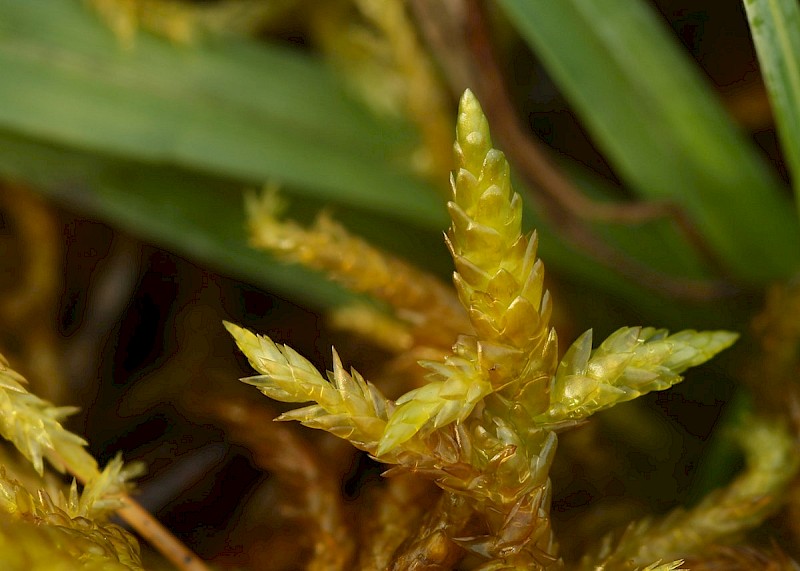 Entodon concinnus - © Barry Stewart