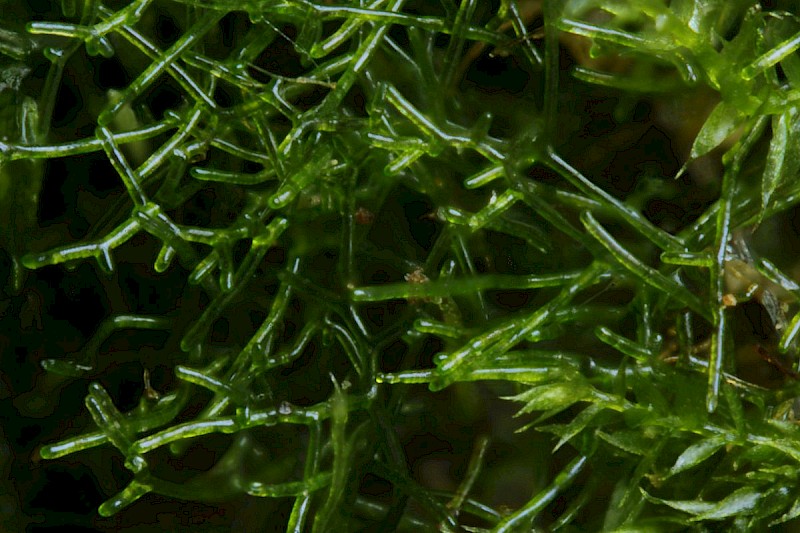 Trichomanes speciosum - © Barry Stewart