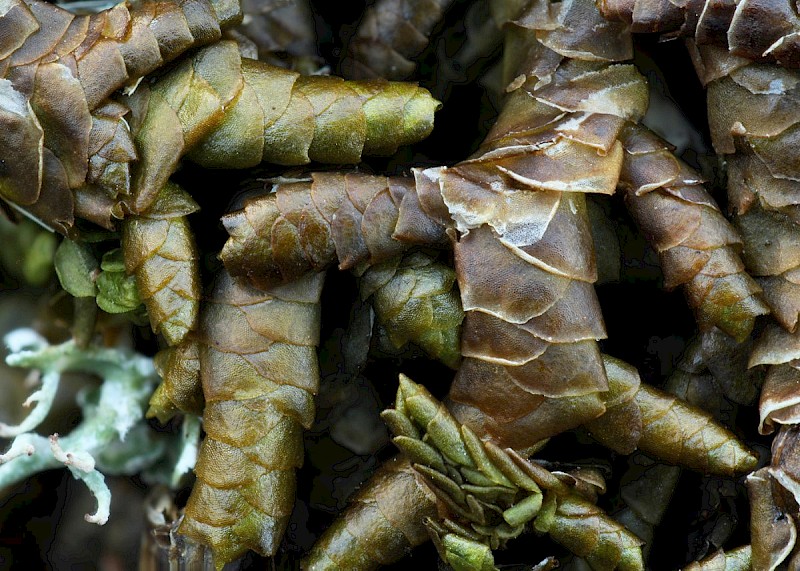 Porella obtusata - © Barry Stewart