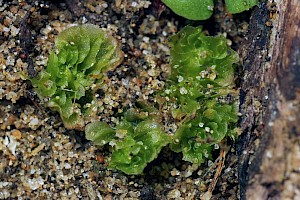 Petalophyllum ralfsii Petalwort