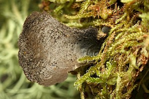 Sticta fuliginosa s. str. Peppered Moon Lichen