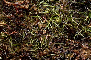 Tetrodontium brownianum Brown's Four-tooth Moss