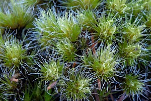 Campylopus introflexus Heath Star Moss