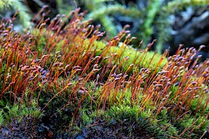 Dicranella rufescens Rufous Forklet-moss