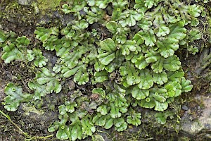 Marchantia polymorpha subsp. polymorpha 