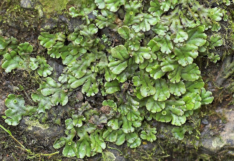 Marchantia polymorpha subsp. polymorpha - © Charles Hipkin