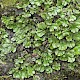 Marchantia polymorpha subsp. polymorpha