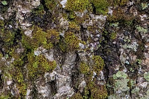 Zygodon rupestris Park Yoke-moss