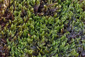 Sarmentypnum exannulatum Ringless Hook-moss